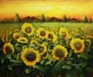 Resim Sonnenblumenfeld in der Toskana c88856 50x60cm Ölgemälde handgemalt