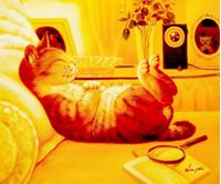 Изображение Modern Art - The chilling cat c91644 50x60cm putziges Ölgemälde handgemalt